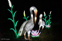 Les animaux de lumière