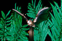 Les animaux de lumière