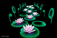 Les animaux de lumière