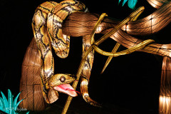 Les animaux de lumière