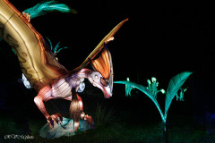 Les animaux de lumière