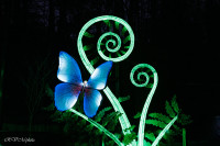 Les animaux de lumière