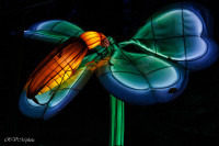 Les animaux de lumière