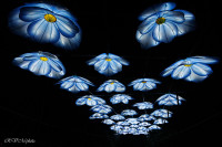 Les animaux de lumière