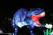 Les animaux de lumière