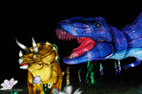 Les animaux de lumière