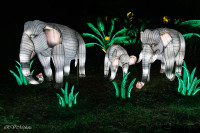 Les animaux de lumière