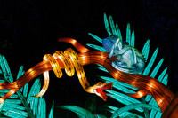 Les animaux de lumière