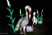 Les animaux de lumière