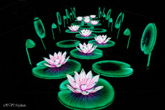 Les animaux de lumière