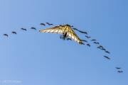 Le bal des oiseaux