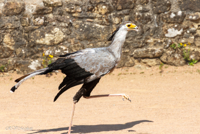 Le bal des oiseaux