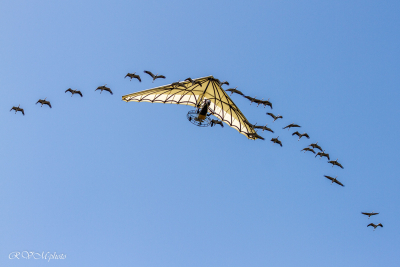 Le bal des oiseaux