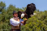 Le bal des oiseaux