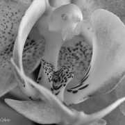Coeur d'orchidée
