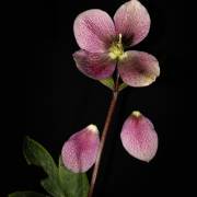 Hellebore