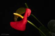 Anthurium