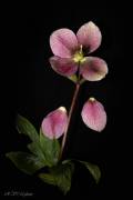 Hellebore