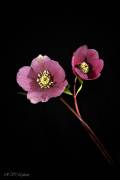 Hellebore