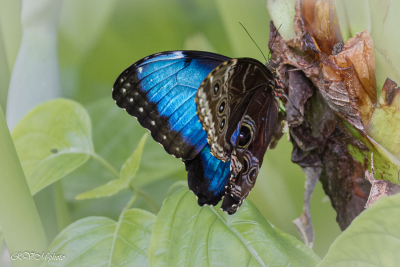 Le morpho bleu