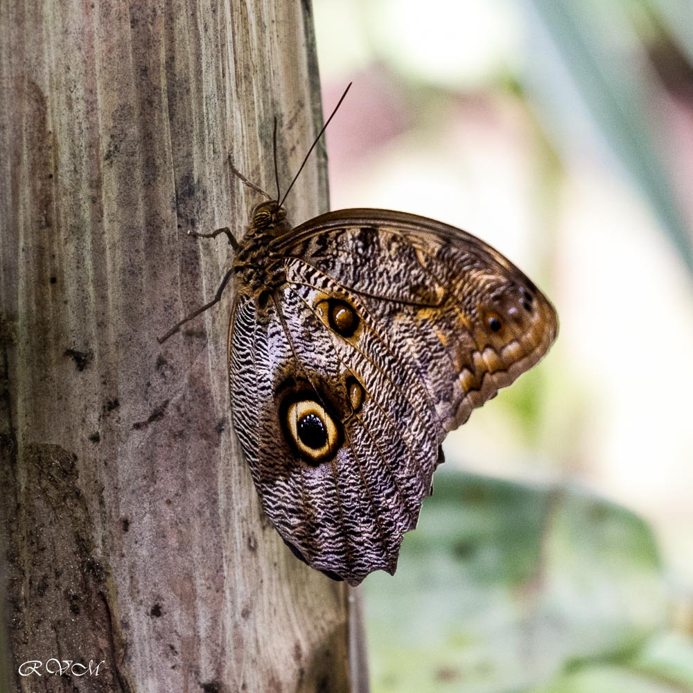 Le hibou