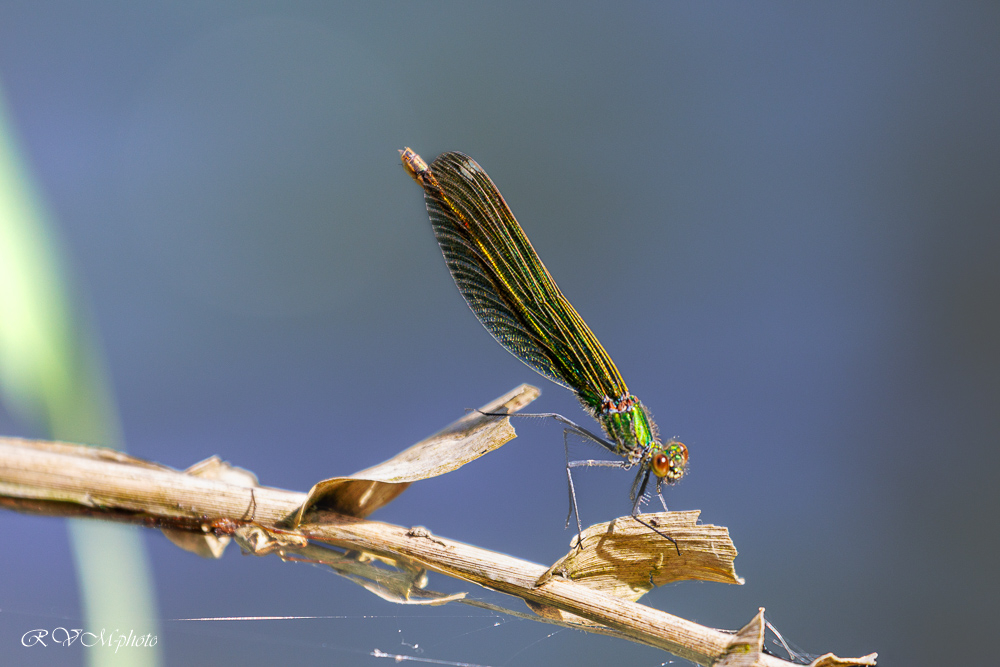 La demoiselle prend la pose