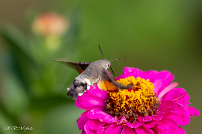Moro Sphinx sur une fleur de zinia