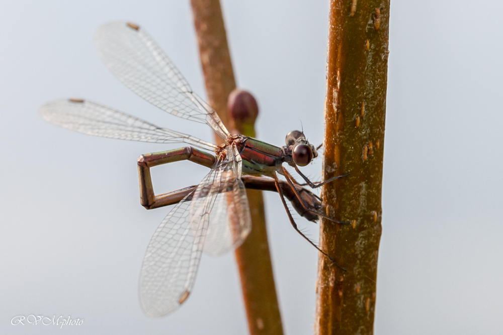 Demoiselle