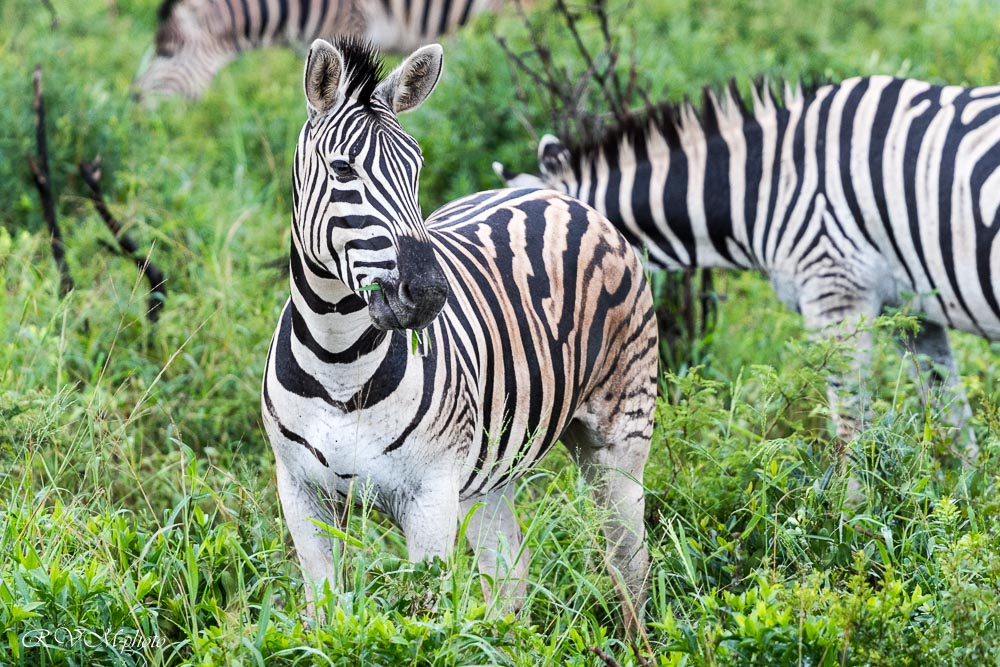 Zèbre, Afrique du sud