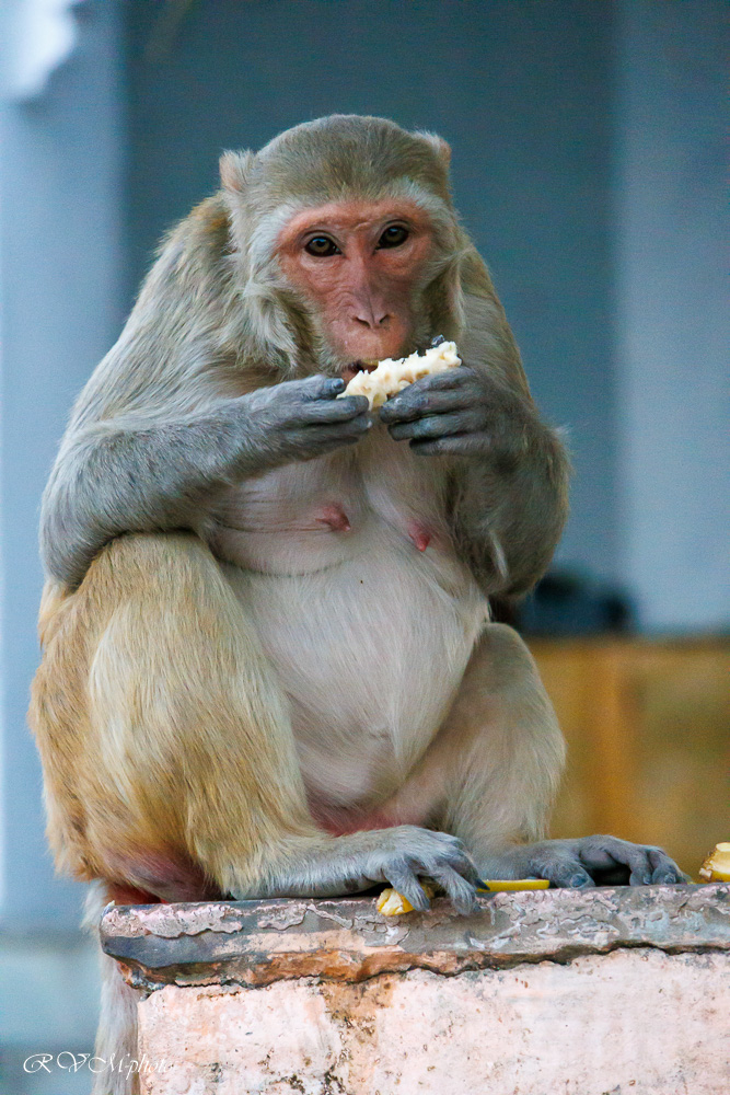 Singe macaque, Pushkar, Inde