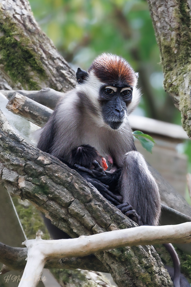 Mangabey à collier blanc et son petit