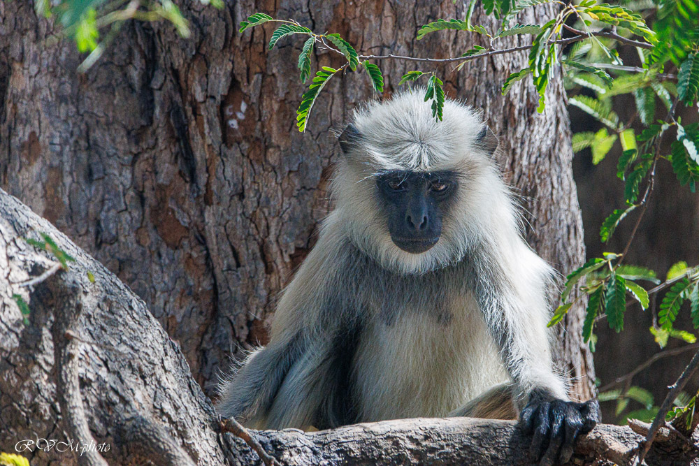 Singe Langour, Ranakpur, Inde