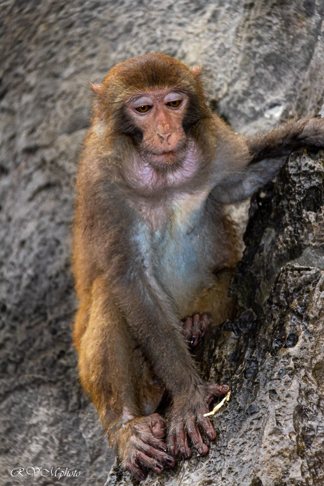 Singe de la baie d'Halong, Vietnam