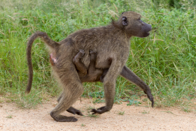 Babouin et petit, Afrique du sud