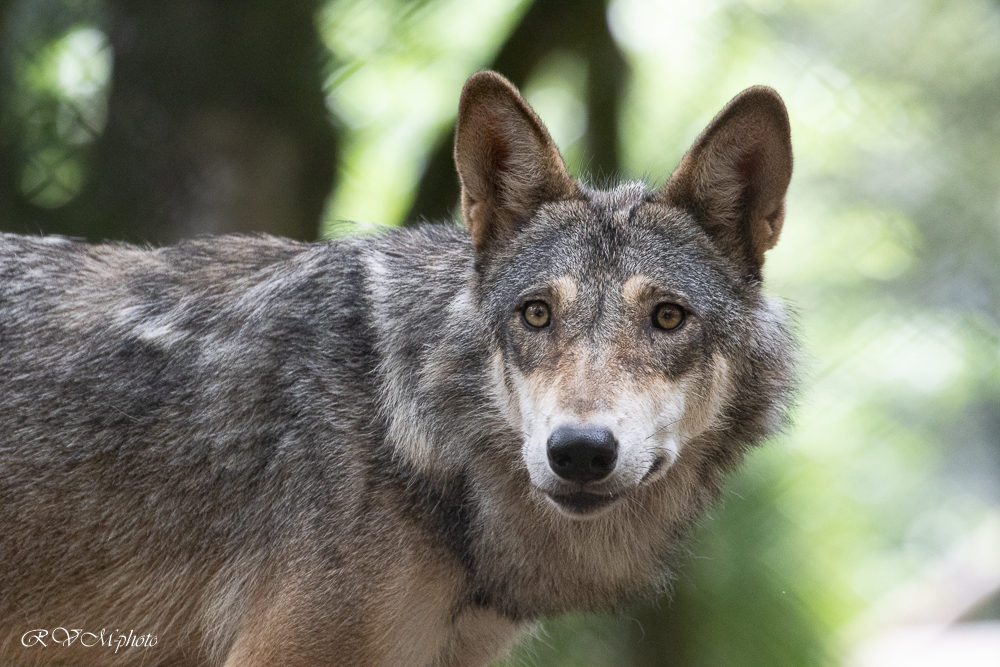 Loup gris