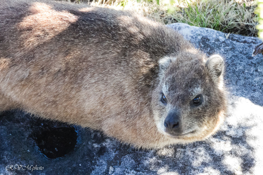 Dassie, Afrique du sud
