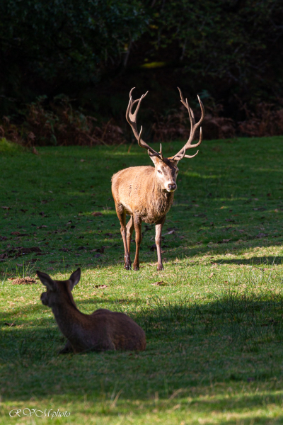 Cerf 14 cors et biche