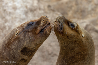 Otaries (Iles Ballestas, Pérou)