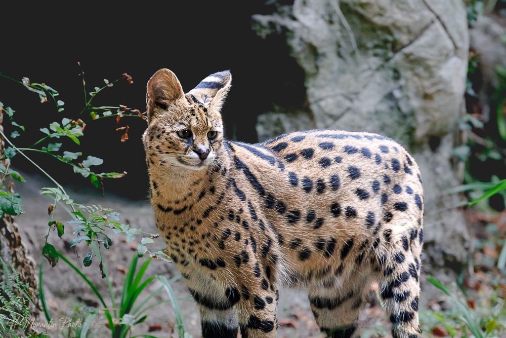Serval