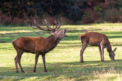 Le brâme du cerf 14 cors