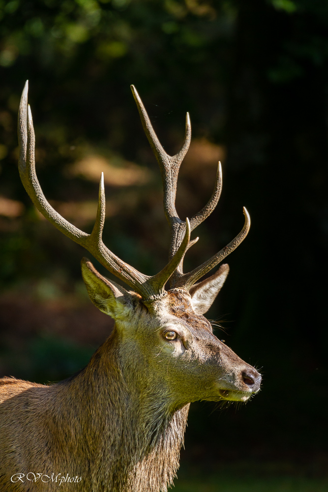 Cerf 10 cors