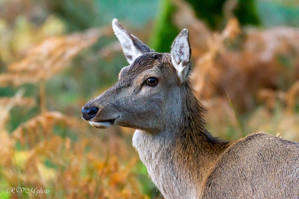Biche