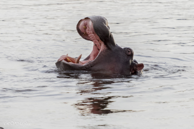 Hippopotame, Afrique du sud