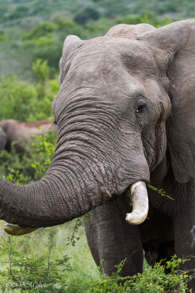 Eléphant, Afrique du sud