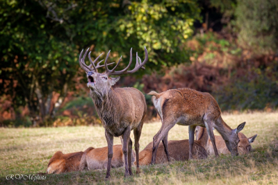 Cerf 14 cors au brâme et ses biches