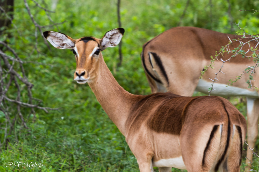Impala, Afrique du sud