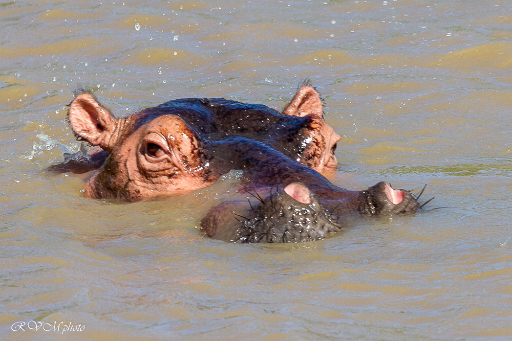Hippopotame, Afrique du sud