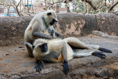 Singes Langour, Orchha, Inde