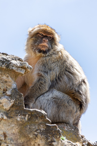 Singe de Barbarie, Gibraltar