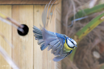L'envol de la mésange bleue